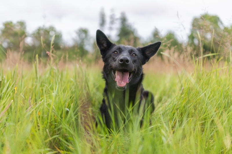 Granskad av Svensk Insamlingskontroll