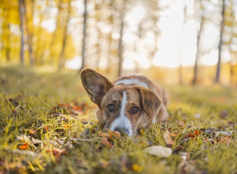 Beprövad sedan 1908