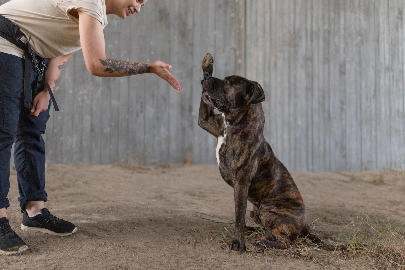 Hundstallet hero image